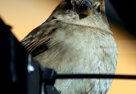 PASSERA D’ITALIA, Italian sparrow, Passer italiae