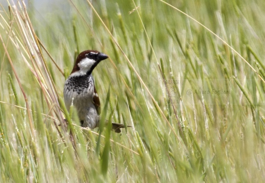 PASSERA D’ITALIA, Italian sparrow, Passer italiae