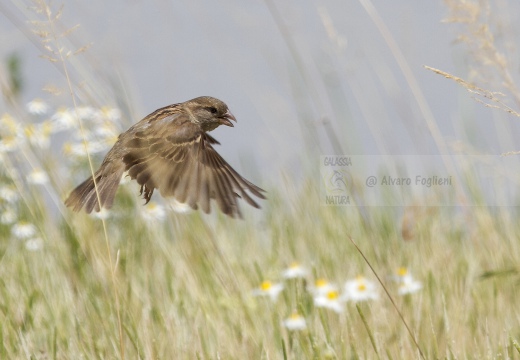 PASSERA D’ITALIA, Italian sparrow, Passer italiae