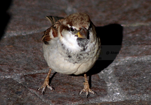 PASSERA D’ITALIA, Italian sparrow, Passer italiae