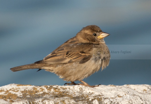 PASSERA D’ITALIA, Italian sparrow, Passer italiae