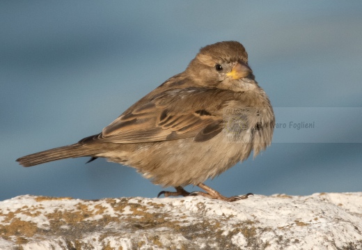 PASSERA D’ITALIA, Italian sparrow, Passer italiae