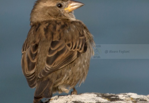 PASSERA D’ITALIA, Italian sparrow, Passer italiae