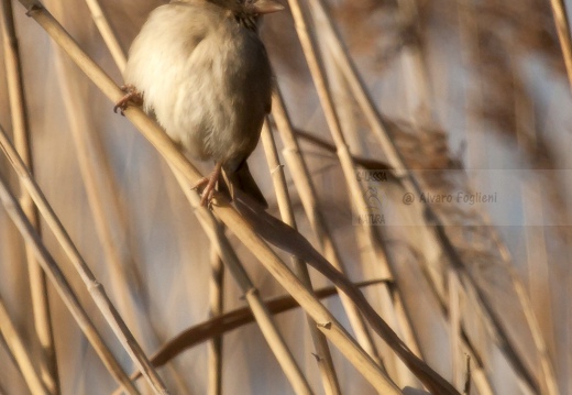 PASSERA D’ITALIA, Italian sparrow, Passer italiae