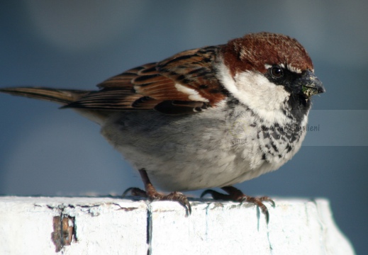 PASSERA D’ITALIA, Italian sparrow, Passer italiae