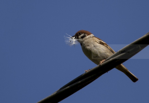 PASSERA MATTUGIA, Tree Sparrow, Passer montanus 