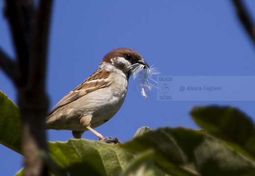 PASSERA MATTUGIA, Tree Sparrow, Passer montanus 