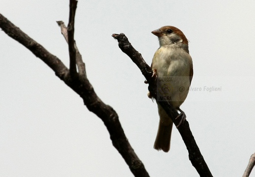 PASSERA MATTUGIA, Tree Sparrow, Passer montanus 