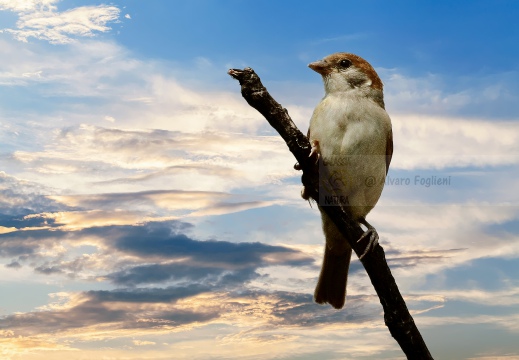 PASSERA MATTUGIA, Tree Sparrow, Passer montanus 