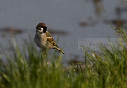 PASSERA MATTUGIA, Tree Sparrow, Passer montanus 