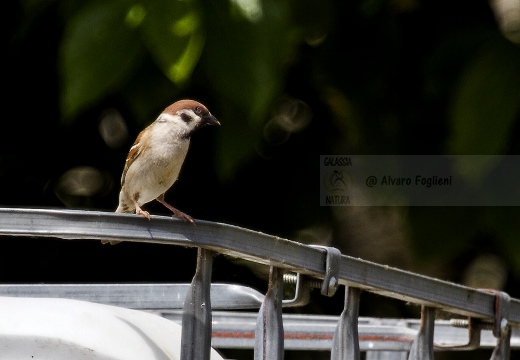 PASSERA MATTUGIA, Tree Sparrow, Passer montanus 