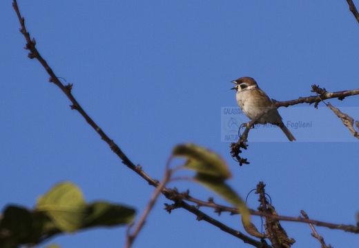 PASSERA MATTUGIA, Tree Sparrow, Passer montanus 