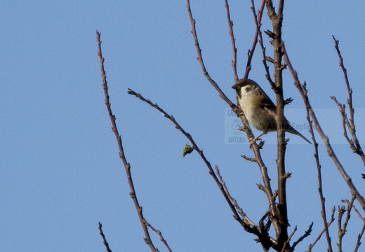PASSERA MATTUGIA, Tree Sparrow, Passer montanus 