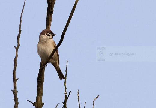 PASSERA MATTUGIA, Tree Sparrow, Passer montanus 