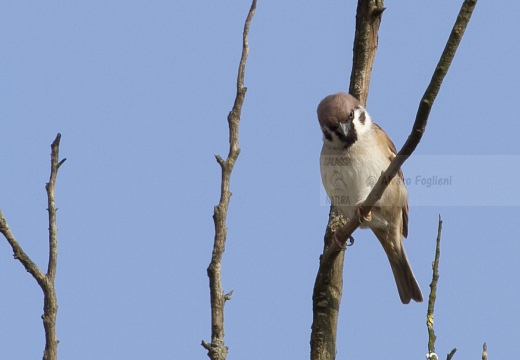 PASSERA MATTUGIA, Tree Sparrow, Passer montanus 