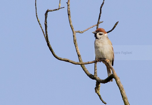 PASSERA MATTUGIA, Tree Sparrow, Passer montanus 