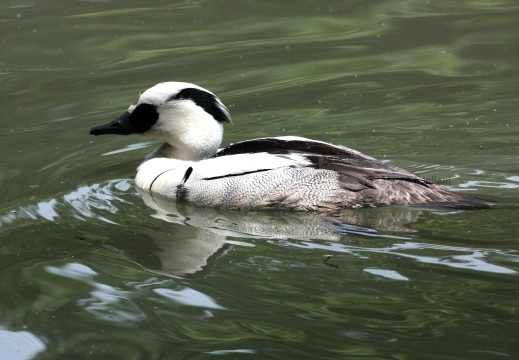 PESCIAIOLA, Smew, Mergellus albellus