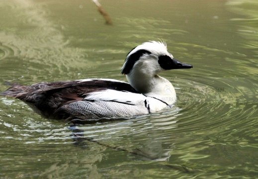 PESCIAIOLA, Smew, Mergellus albellus