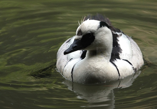 PESCIAIOLA, Smew, Mergellus albellus