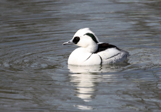 PESCIAIOLA, Smew, Mergellus albellus