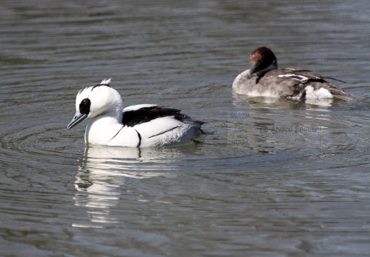 PESCIAIOLA, Smew, Mergellus albellus