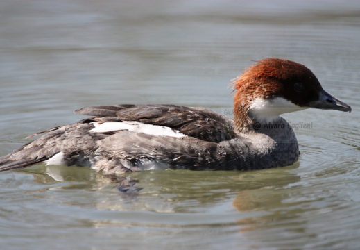 PESCIAIOLA, Smew, Mergellus albellus