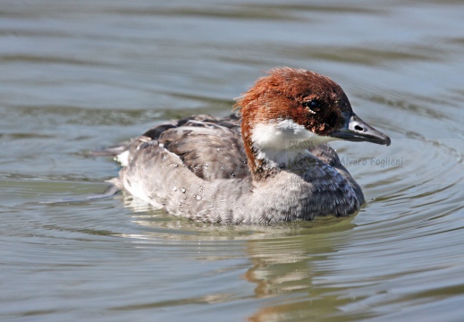 PESCIAIOLA, Smew, Mergellus albellus