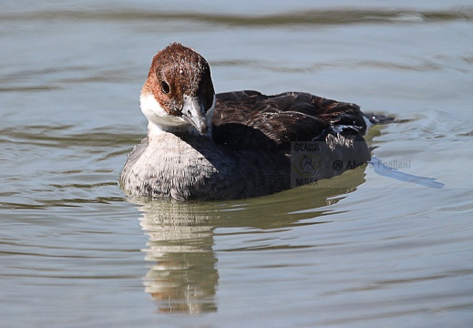 PESCIAIOLA, Smew, Mergellus albellus