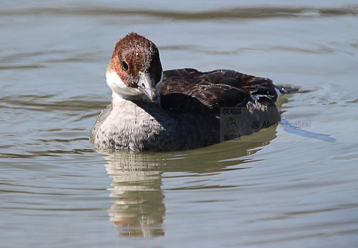 PESCIAIOLA, Smew, Mergellus albellus