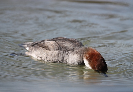 PESCIAIOLA, Smew, Mergellus albellus