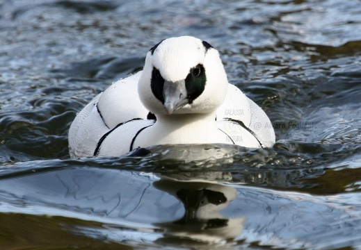 PESCIAIOLA, Smew, Mergellus albellus