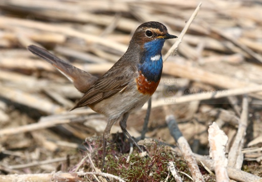 PETTAZZURRO, Bluethroat, Luscinia svecica