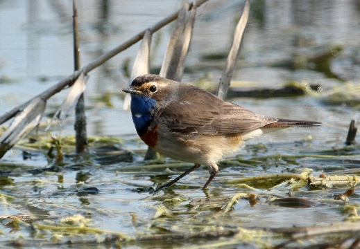 PETTAZZURRO, Bluethroat, Luscinia svecica