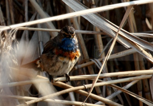 PETTAZZURRO, Bluethroat, Luscinia svecica