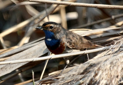 PETTAZZURRO, Bluethroat, Luscinia svecica