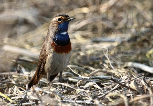 PETTAZZURRO, Bluethroat, Luscinia svecica