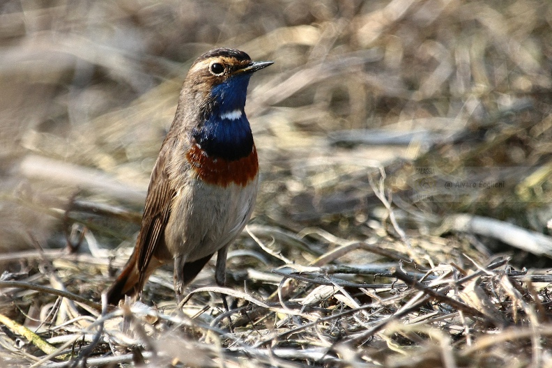 Pettazzurro    IMG_33031.JPG