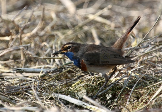 PETTAZZURRO, Bluethroat, Luscinia svecica