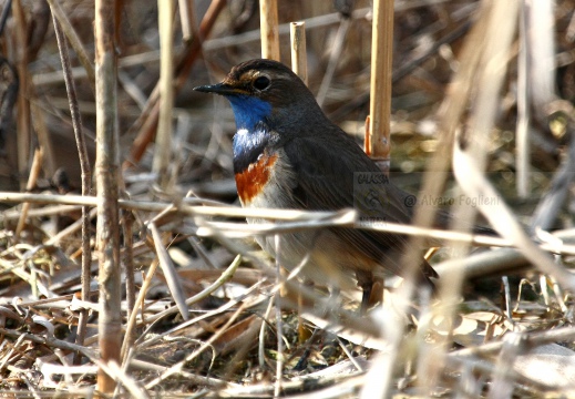 PETTAZZURRO, Bluethroat, Luscinia svecica