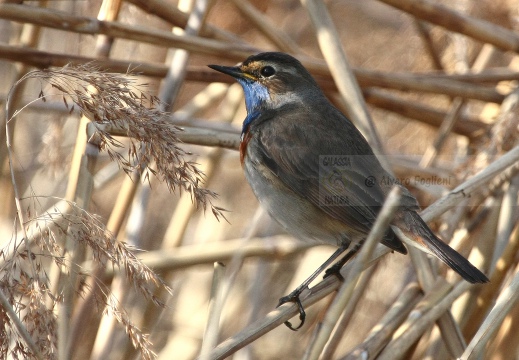 PETTAZZURRO, Bluethroat, Luscinia svecica