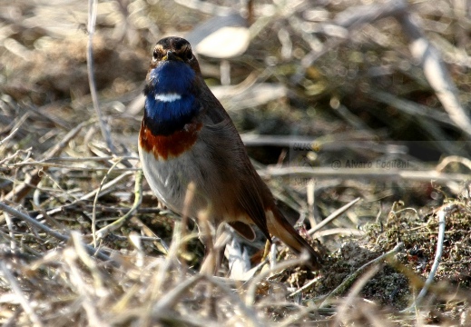 PETTAZZURRO, Bluethroat, Luscinia svecica