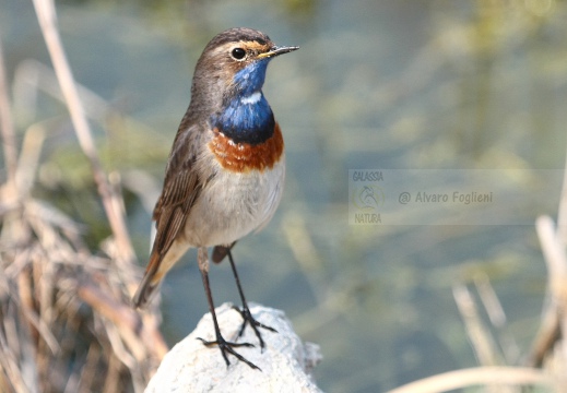 PETTAZZURRO, Bluethroat, Luscinia svecica