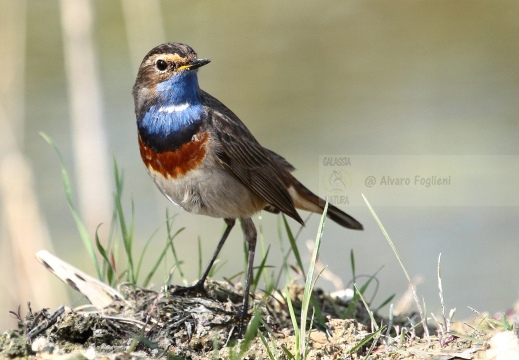 PETTAZZURRO, Bluethroat, Luscinia svecica