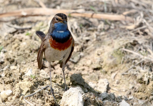 PETTAZZURRO, Bluethroat, Luscinia svecica