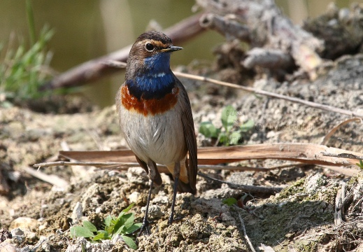 PETTAZZURRO, Bluethroat, Luscinia svecica