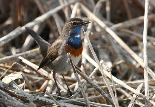 PETTAZZURRO, Bluethroat, Luscinia svecica