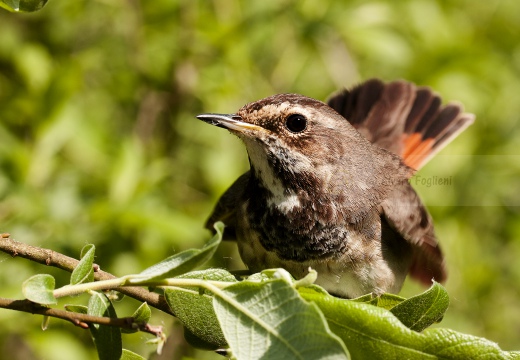 PETTAZZURRO, Bluethroat, Luscinia svecica