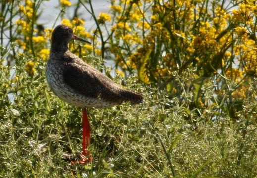 PETTEGOLA, Redshank, Tringa totanus 