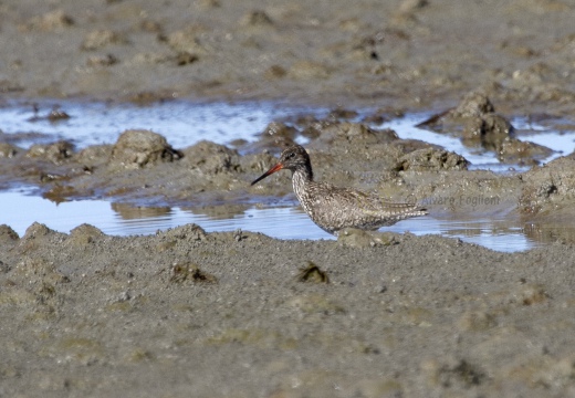 PETTEGOLA, Redshank, Tringa totanus 