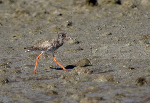 PETTEGOLA, Redshank, Tringa totanus 